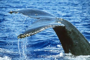 Humpback whale fluking up, raising tail before diving, Megaptera novaeangliae, Maui