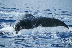 Humpback whale fluking up, raising tail before diving, Megaptera novaeangliae, Maui