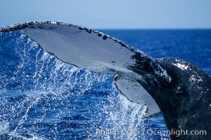 Humpback whale fluking up, raising tail before diving, Megaptera novaeangliae, Maui