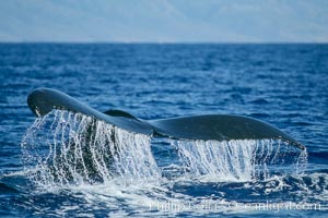 Humpback whale fluking up, raising tail before diving, Megaptera novaeangliae, Maui