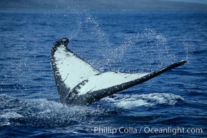 Humpback whale fluking up, ventral aspect of fluke visible, Megaptera novaeangliae, Frederick Sound