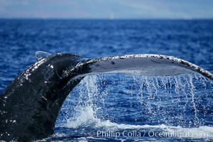 Humpback whale fluking up prior to a dive, Megaptera novaeangliae, Maui