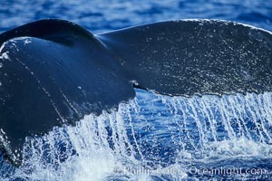 Humpback whale raising its fluke (tail) prior to a dive, Megaptera novaeangliae, Maui