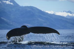 Humpback whale raising its fluke (tail) prior to a dive, Megaptera novaeangliae, Frederick Sound