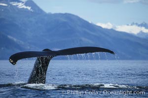 Humpback whale raising its fluke (tail) prior to a dive, Megaptera novaeangliae, Frederick Sound