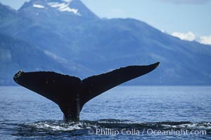 Humpback whale raising its fluke (tail) prior to a dive, Megaptera novaeangliae, Frederick Sound