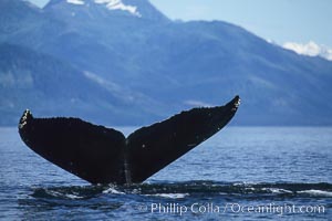 Humpback whale raising its fluke (tail) prior to a dive. Frederick Sound, Alaska, USA, Megaptera novaeangliae, natural history stock photograph, photo id 04219
