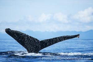 Humpback whale raising its fluke (tail) prior to a dive, Megaptera novaeangliae, Frederick Sound