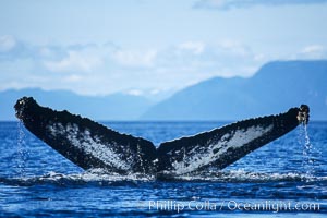 Humpback whale raising its fluke (tail) prior to a dive, Megaptera novaeangliae, Frederick Sound
