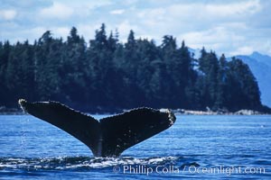 Humpback whale raising its fluke (tail) prior to a dive, Megaptera novaeangliae, Frederick Sound