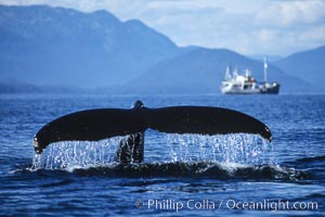 Humpback whale raising its fluke (tail) prior to a dive.