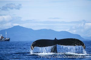 Humpback whale raising its fluke (tail) prior to a dive. Frederick Sound, Alaska, USA, Megaptera novaeangliae, natural history stock photograph, photo id 04230