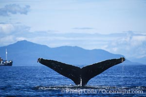 Humpback whale raising its fluke (tail) prior to a dive, Megaptera novaeangliae, Frederick Sound