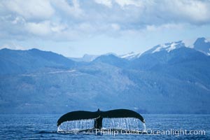 Humpback whale raising its fluke (tail) prior to a dive, Megaptera novaeangliae, Frederick Sound