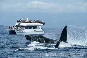 Humpback whale surface active group including head lunge and two fluke swipes, whale watching boat.