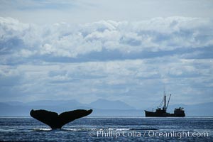 Humpback whale raising fluke prior to dive, Megaptera novaeangliae, Frederick Sound