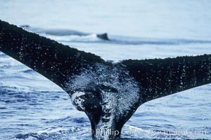 North Pacific humpback whale, growth at base of fluke, Megaptera novaeangliae, Maui