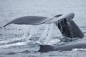 Water falling from the fluke (tail) of a humpback whale as the whale dives to forage for food in the Santa Barbara Channel, Megaptera novaeangliae, Santa Rosa Island, California