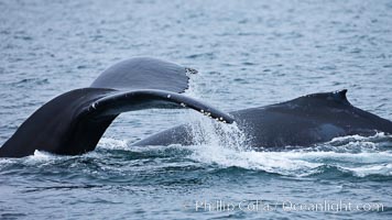 Water falling from the fluke (tail) of a humpback whale as the whale dives to forage for food in the Santa Barbara Channel, Megaptera novaeangliae, Santa Rosa Island, California