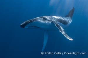 Solitary inquisitive humpback whale underwater near the island of Moorea, French Polynesia, Megaptera novaeangliae