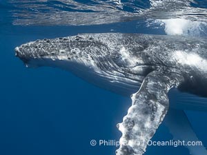 Solitary inquisitive humpback whale underwater near the island of Moorea, French Polynesia, Megaptera novaeangliae