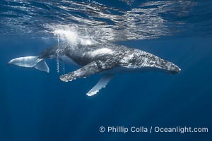 Solitary inquisitive humpback whale underwater near the island of Moorea, French Polynesia, Megaptera novaeangliae