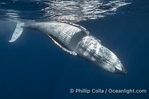 Solitary inquisitive humpback whale underwater near the island of Moorea, French Polynesia, Megaptera novaeangliae