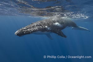 Solitary inquisitive humpback whale underwater near the island of Moorea, French Polynesia, Megaptera novaeangliae