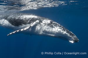 Solitary inquisitive humpback whale underwater near the island of Moorea, French Polynesia, Megaptera novaeangliae