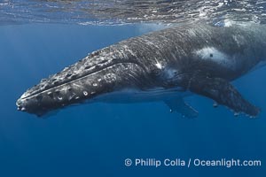 Solitary inquisitive humpback whale underwater near the island of Moorea, French Polynesia, Megaptera novaeangliae