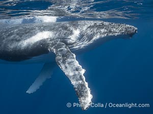 Solitary inquisitive humpback whale underwater near the island of Moorea, French Polynesia, Megaptera novaeangliae