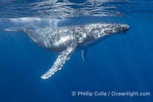 Solitary inquisitive humpback whale underwater near the island of Moorea, French Polynesia, Megaptera novaeangliae