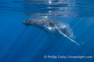 Solitary inquisitive humpback whale underwater near the island of Moorea, French Polynesia, Megaptera novaeangliae