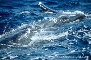 Humpback whale genital slit, hemispherical lobe, Megaptera novaeangliae, Maui