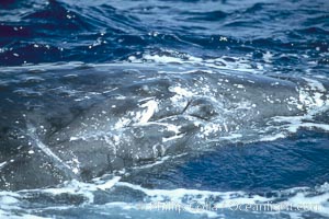 Humpback whale genital slit, hemispherical lobe, Megaptera novaeangliae, Maui