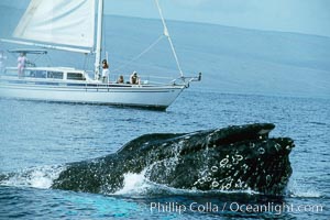 North Pacific humpback whale at the surface with open mouth and inflated throat, in front of whale watching boat.