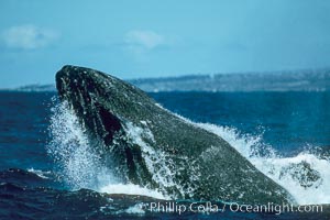 Humpback whale lunging out of the water at it reaches the surface, exhaling in a burst of bubbles.