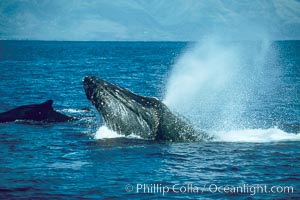 Humpback whale lunging out of the water at it reaches the surface, exhaling in a burst of bubbles, Megaptera novaeangliae, Maui