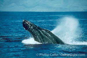 Humpback whale lunging out of the water at it reaches the surface, exhaling in a burst of bubbles, Megaptera novaeangliae, Maui