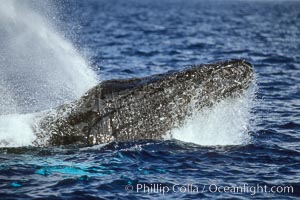 Humpback whale, head lunge in active group. Maui, Hawaii, USA, Megaptera novaeangliae, natural history stock photograph, photo id 04006