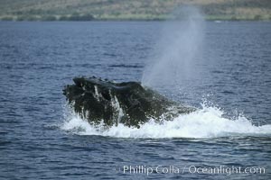 Humpback whale, head lunge in active group. Maui, Hawaii, USA, Megaptera novaeangliae, natural history stock photograph, photo id 04008