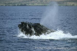 Humpback whale, head lunge in active group, Megaptera novaeangliae, Maui