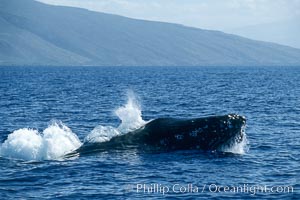 Humpback whale, head lunge in active group. Maui, Hawaii, USA, Megaptera novaeangliae, natural history stock photograph, photo id 04016