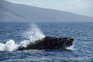 Humpback whale, head lunge in active group. Maui, Hawaii, USA, Megaptera novaeangliae, natural history stock photograph, photo id 04017