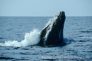 Humpback whale, head lunge in active group, Megaptera novaeangliae, Maui