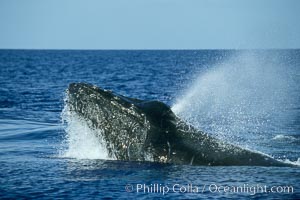 Humpback whale, head lunge in active group, Megaptera novaeangliae, Maui