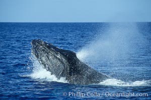 Humpback whale head lunging, rostrum extended out of the water, exhaling at the surface, exhibiting surface active social behaviours, Megaptera novaeangliae, Maui