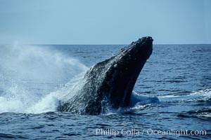 Humpback whale head lunging, rostrum extended out of the water, exhaling at the surface, exhibiting surface active social behaviours. Maui, Hawaii, USA, Megaptera novaeangliae, natural history stock photograph, photo id 04036