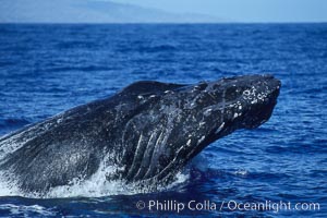 Humpback whale head lunging, rostrum extended out of the water, exhibiting surface active social behaviours, Megaptera novaeangliae, Maui