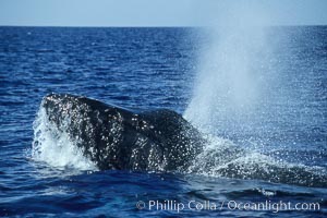 Humpback whale head lunging, rostrum extended out of the water, exhaling at the surface, exhibiting surface active social behaviours. Maui, Hawaii, USA, Megaptera novaeangliae, natural history stock photograph, photo id 04050